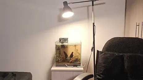Stream-Bild von Mia_belmont